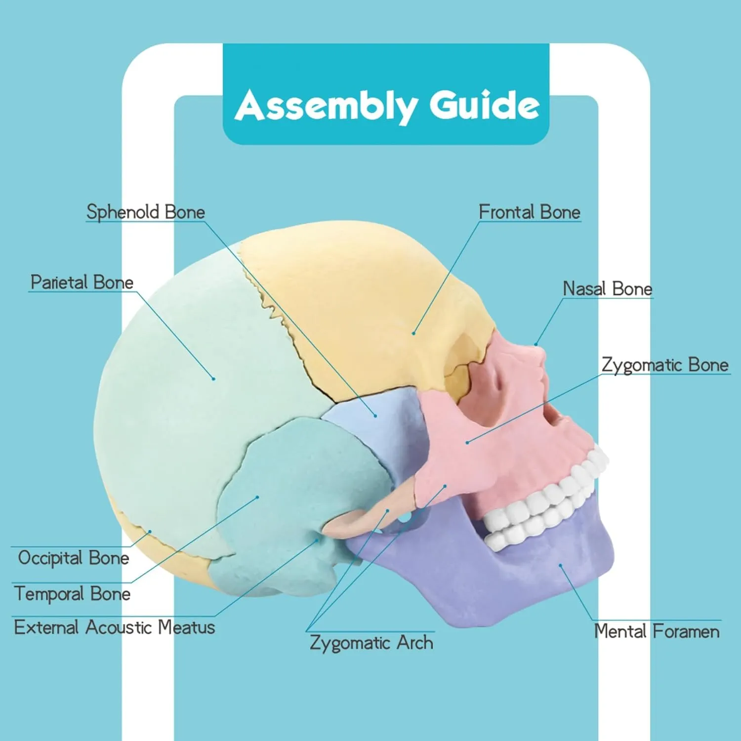 2025 New Human Anatomy Skull Model - 17 Part Puzzle with 10 Knowledge Flash Cards, Detachable Palm-Sized Mini Medical Model, Clinic Teaching Equipment, STEM Toy Gift for Kids