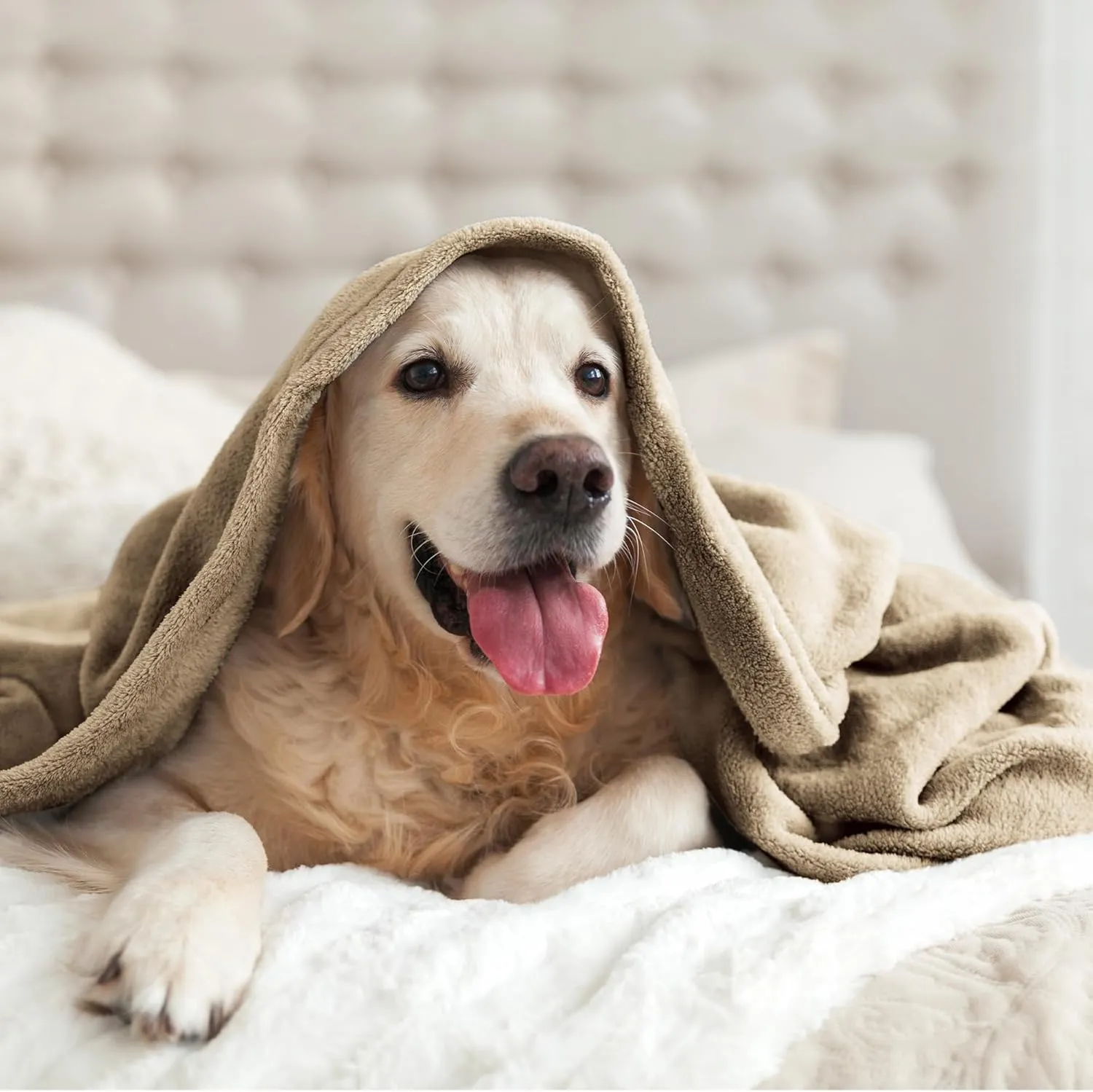 BEDELITE Fleece Blanket Queen Size Camel Throw Blankets for Couch & Bed, Luxury Plush Cozy Fuzzy Blanket 90x90 inches, Super Soft Warm Lightweight Throw Blanket for Travel Camping