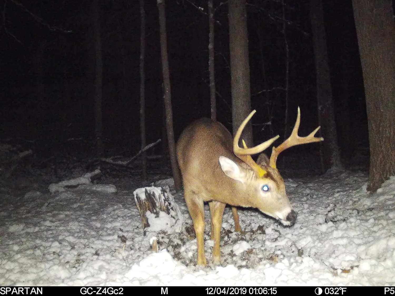 Spartan WhiteFlash 4G LTE Trail Camera,Verizon Certified,Hunting,Wildlife Monitoring,Ultra High-Res Day&Night Image&Video.Fast Detection,4-Month Battery Life.Fully Configurable via App,AreusCamo