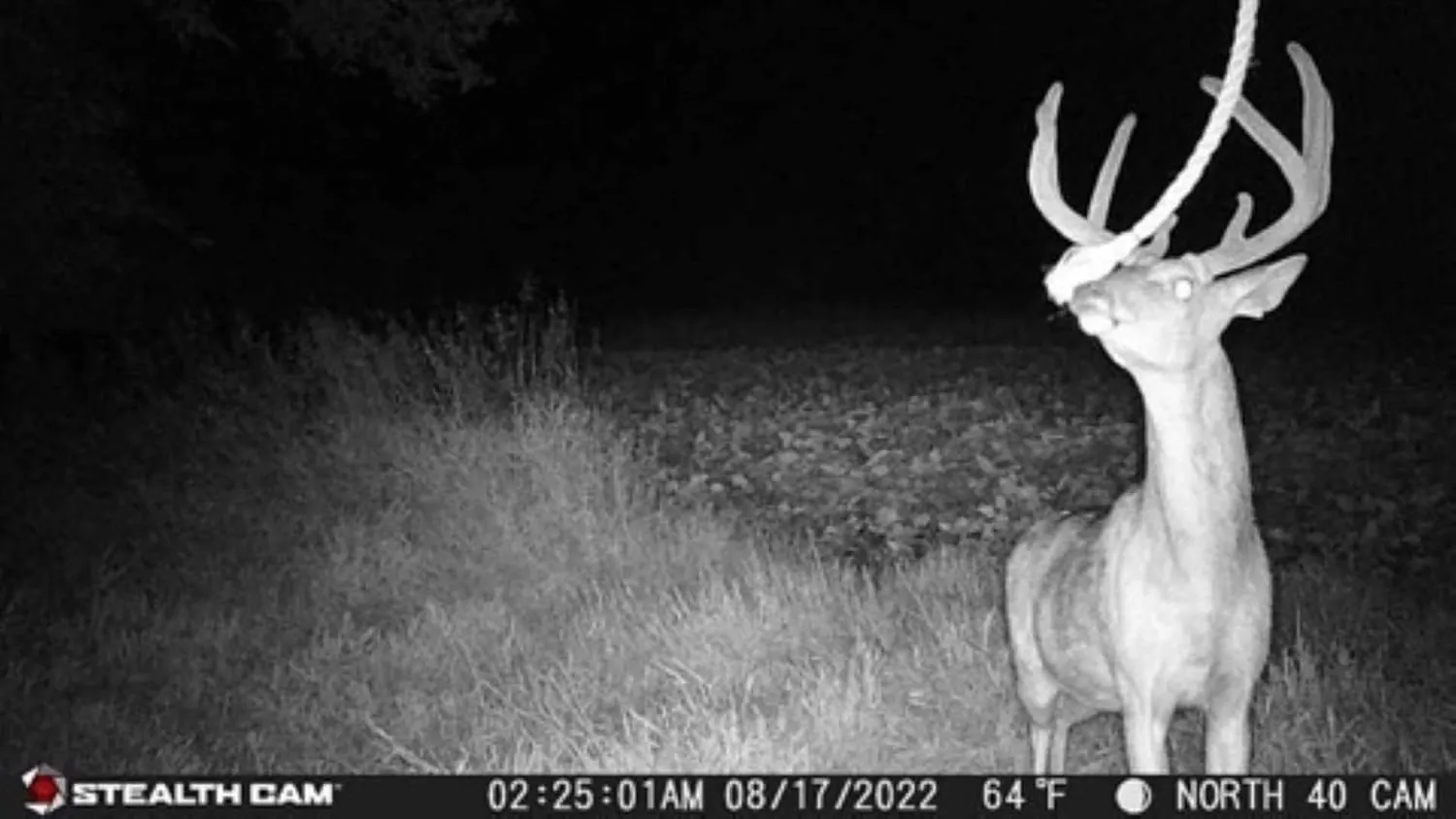 Stealth Cam Fusion X Verizon 26 MP Photo & 1080P at 30FPS Video 0.4 Sec Trigger Speed Wireless Hunting Trail Camera - Supports SD Cards Up to 32GB, Multi